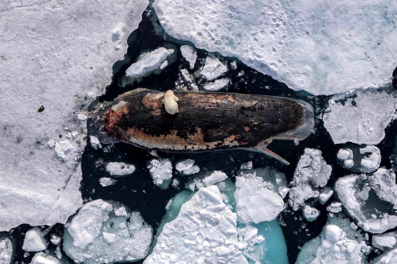 Award-Winning Photo Captures Polar Bear with Unusual Prey