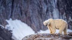 Boat Operator Fined for Disturbing Polar Bear with Foghorn in Norway
