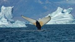 Giant Whales Flock to Greenland’s Ice-Free Waters