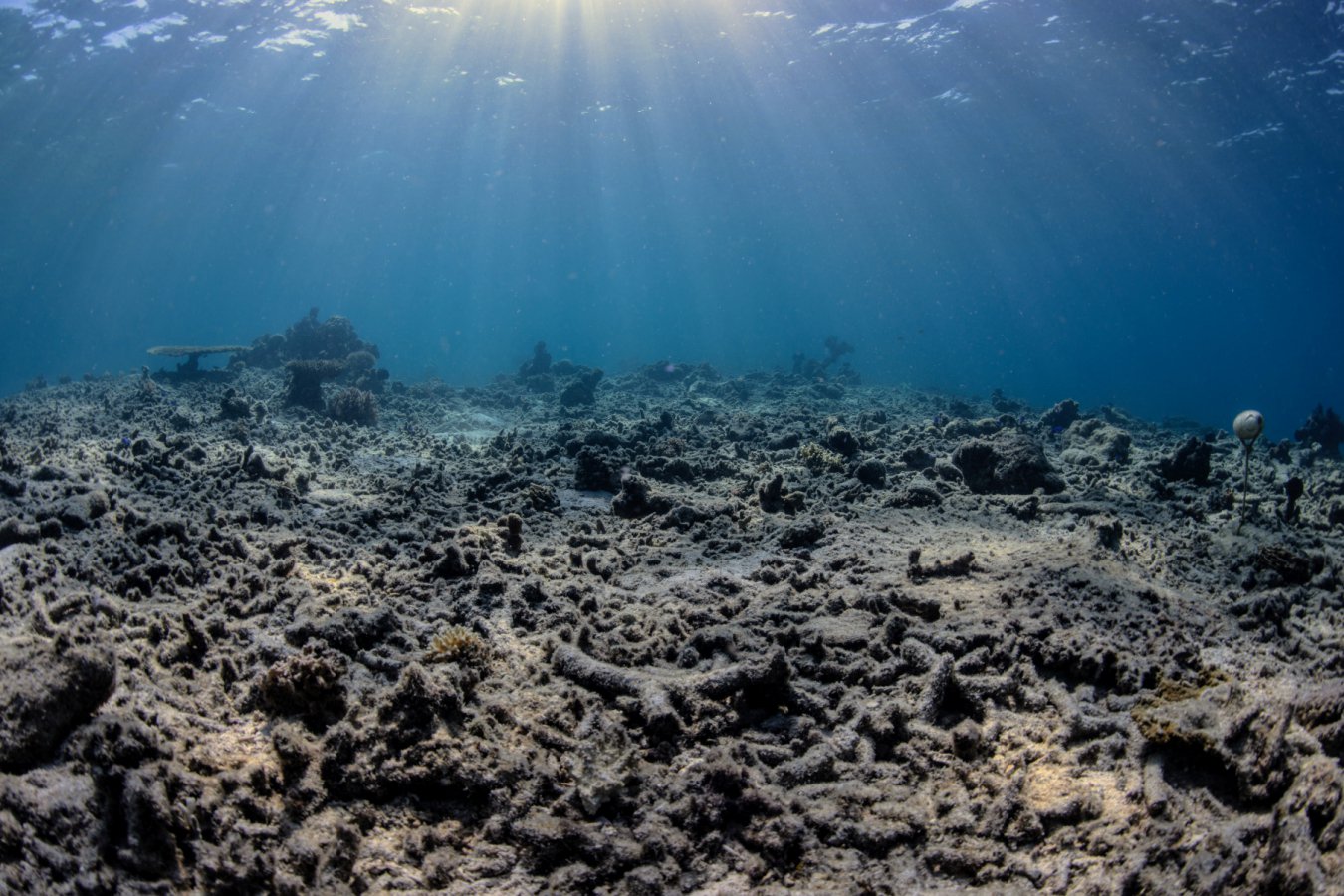 Illegal Bomb Fishing Devastates Indonesian Coral Reefs